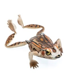 Bobbin frog brown leopard
