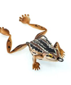 Bobbin frog brown marsh