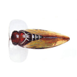 River2sea cicada pop surface lure